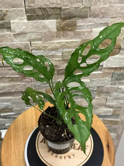 plant/Monstera Obliqua-0-thumbnail