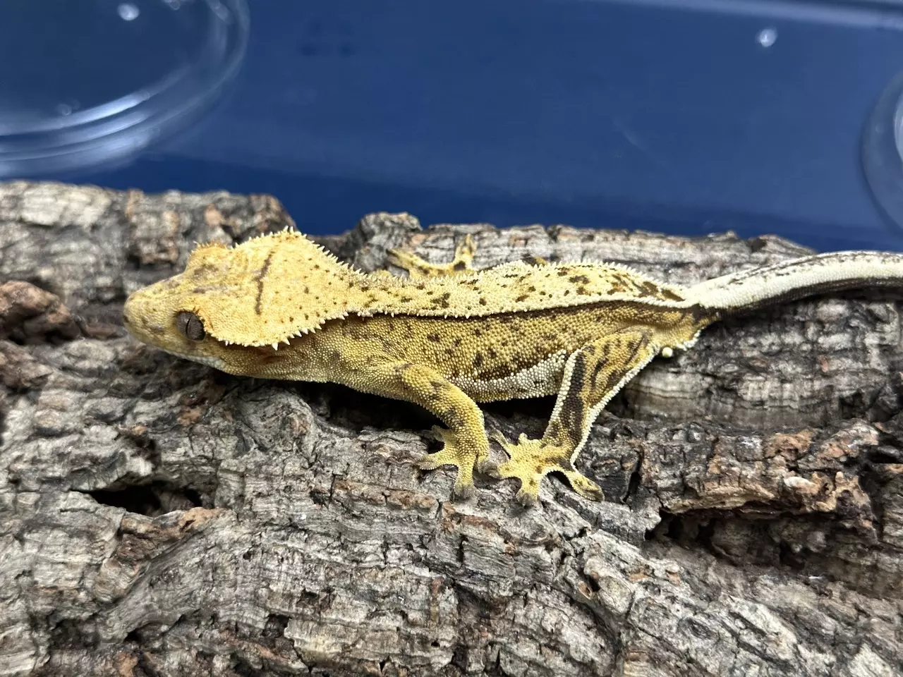 plant/516 22g male Yellow Pin White out-1