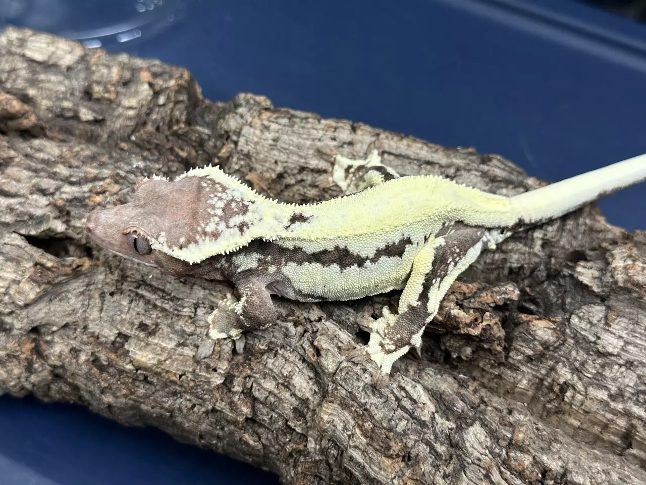 plant/HBR Frap1 35g Female nice almost RTB-1