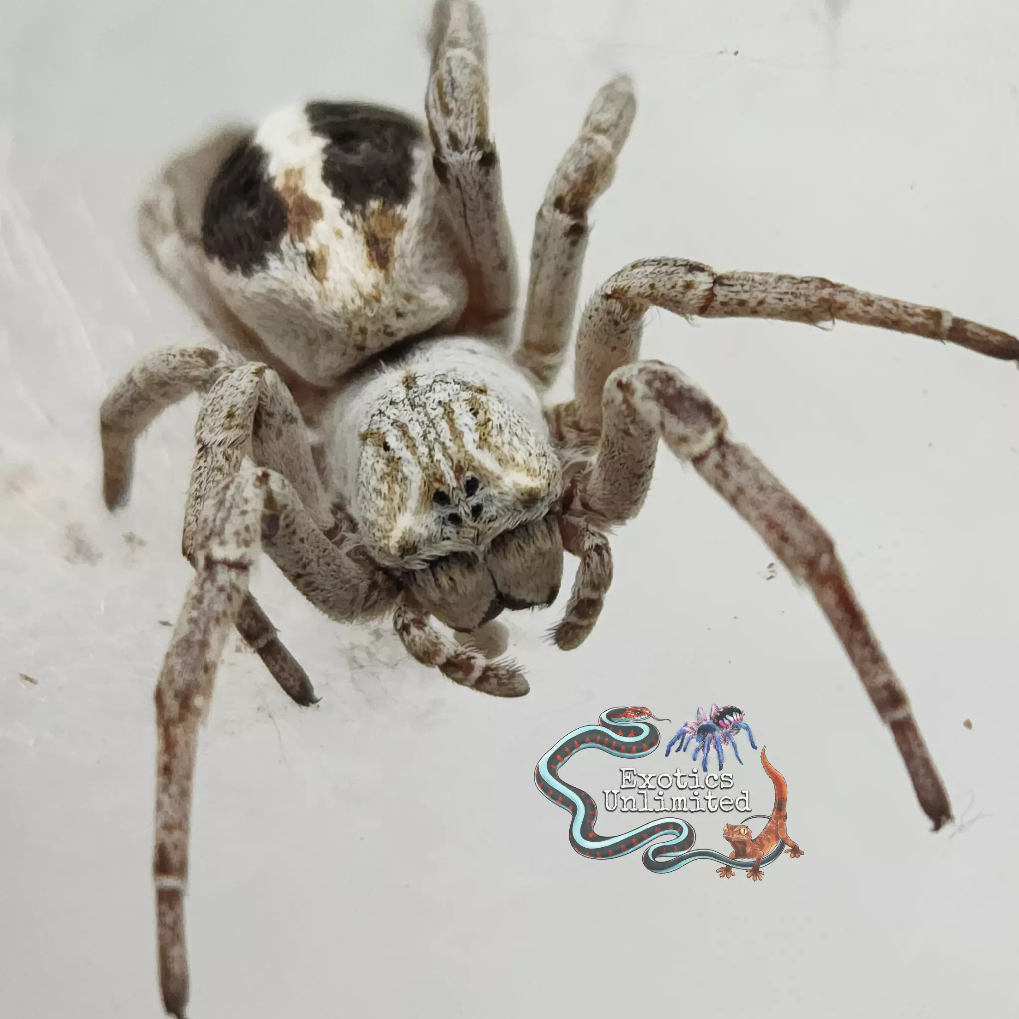 plant/$50 Retail Stegodyphus lineatus 'Striped' (Sahara Velvet Spider) 1/8-1/4"-0