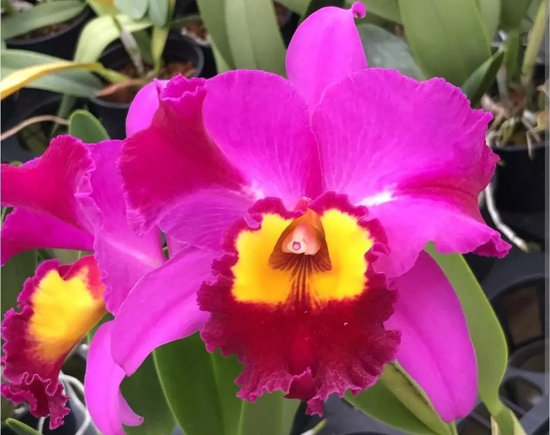 plant/Bundle 5 bloomimg size Cattleya plants in 6 in pots massive plants-1