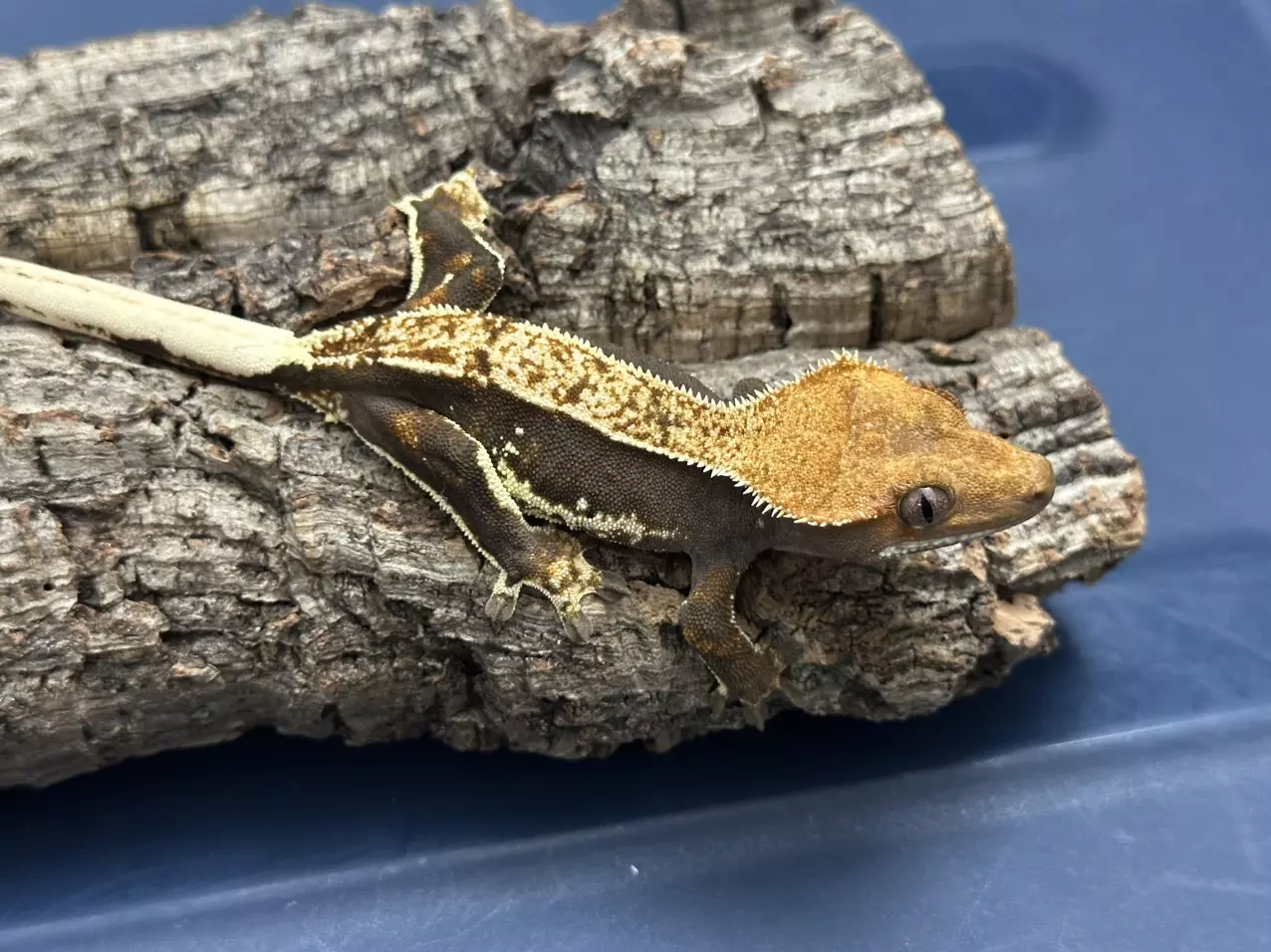 plant/573 19g Female Het Eb whitewall-0