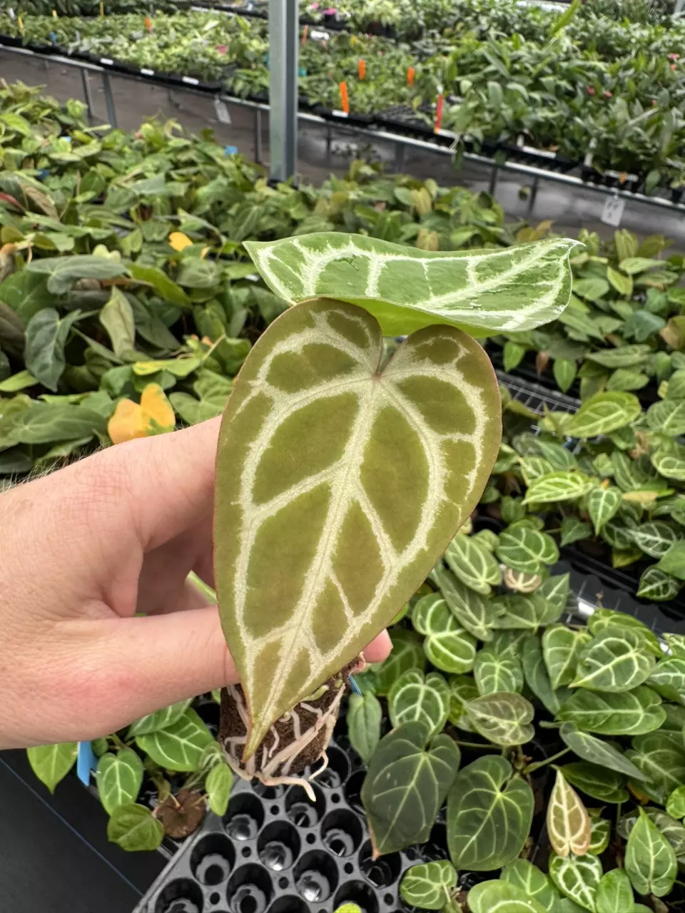plant/Seed grown anthurium papillilaminum x domino starter plant growers choice-0