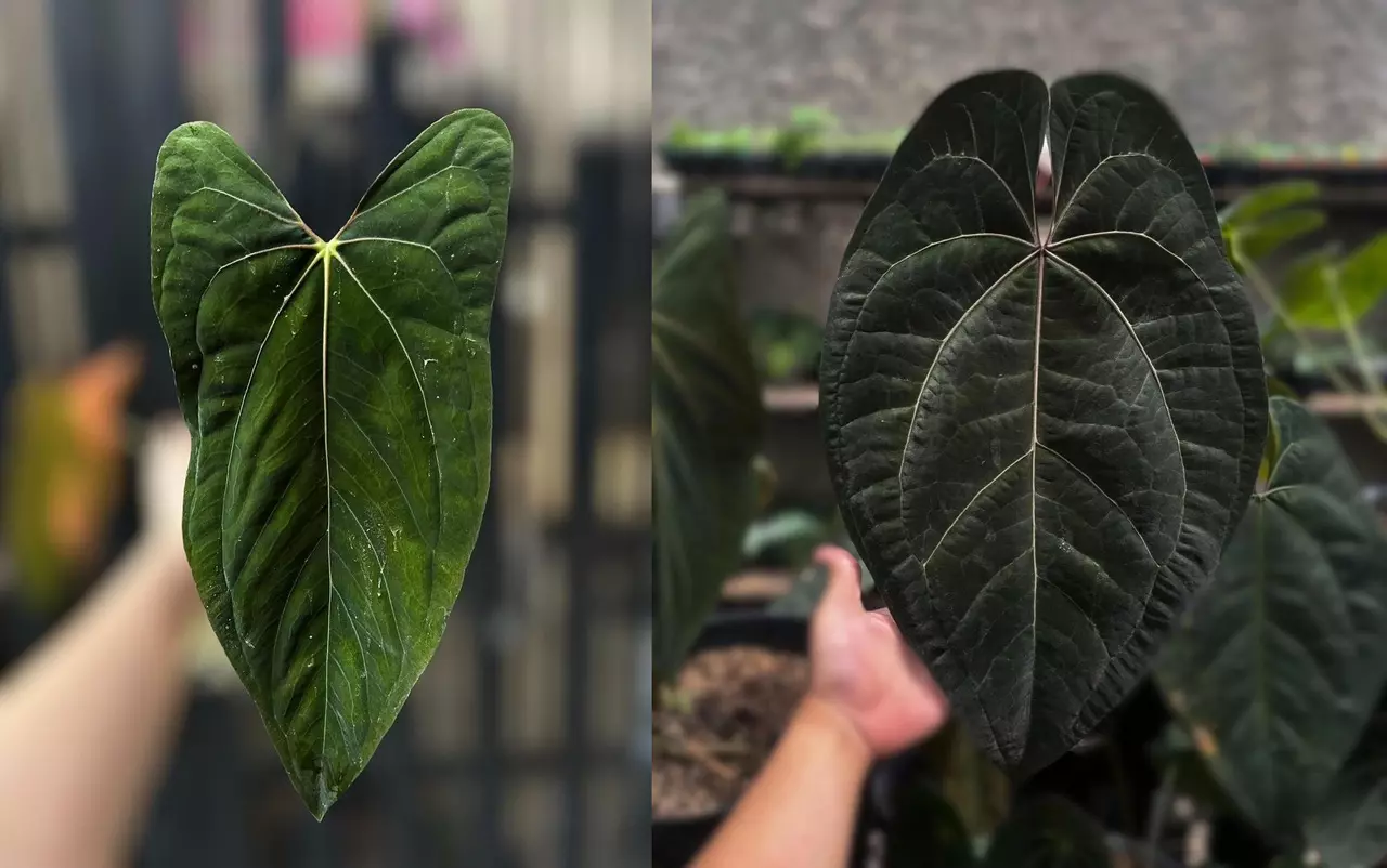 plant/Seed grown anthurium fort Sherman x ace of spades starter plant growers choice-0