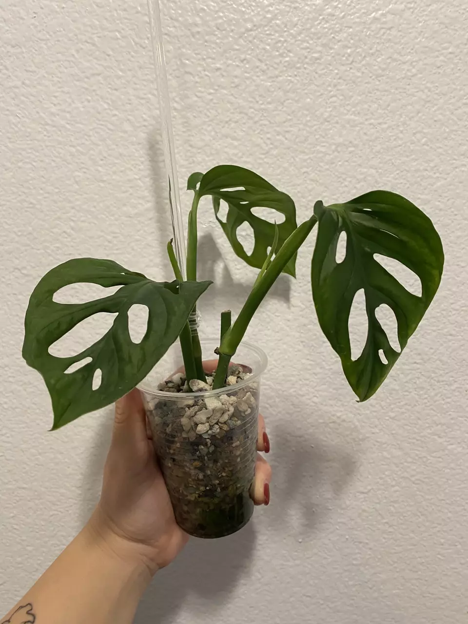 plant/Monstera Adansonii 2 in 1-0