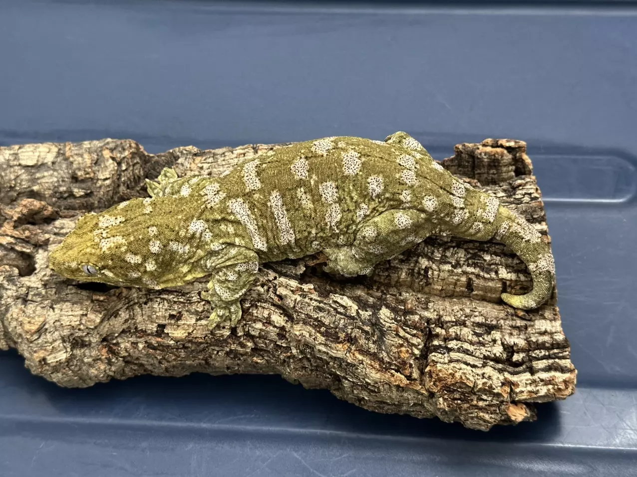 plant/F1 Nuu Ana pair male/female both 128g-1