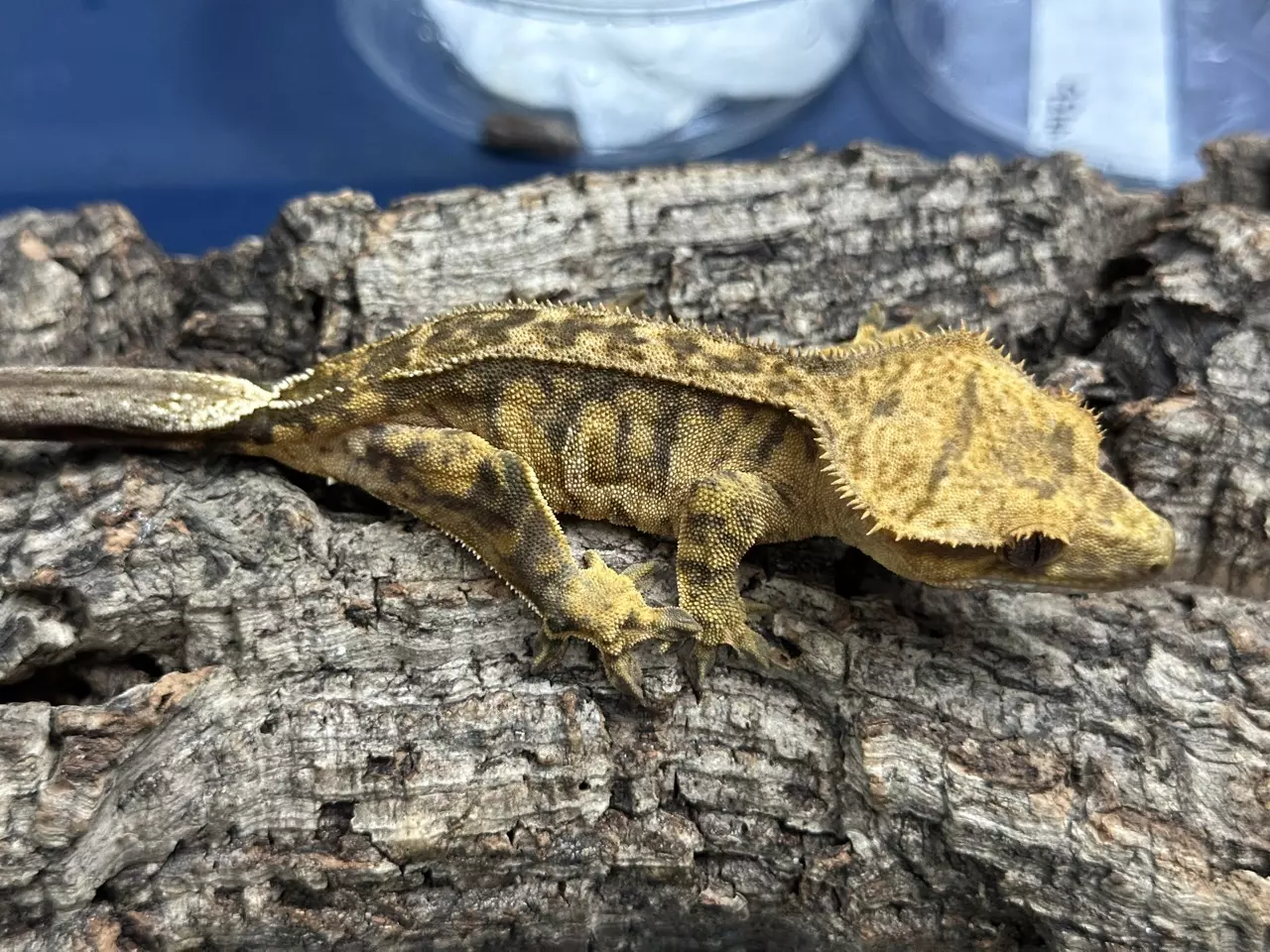 plant/443b 24g Female Yellow Tiger-0