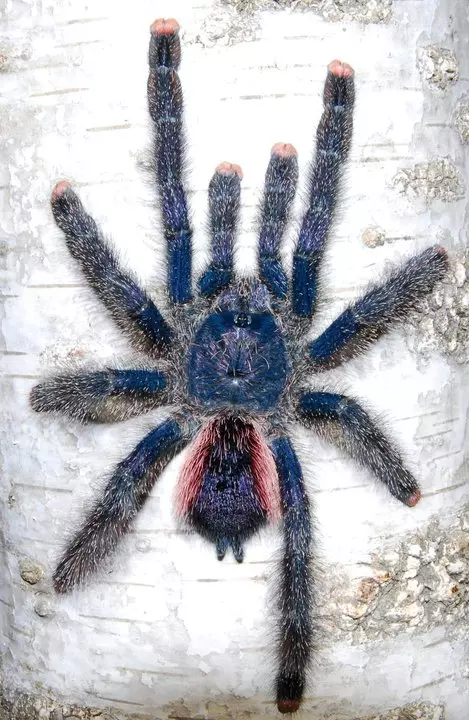 plant/$45 Retail Avicularia juruensis sp. 'Peru Purple' (Peru Purple Pink Toe Tarantula) 0.75-1"-0