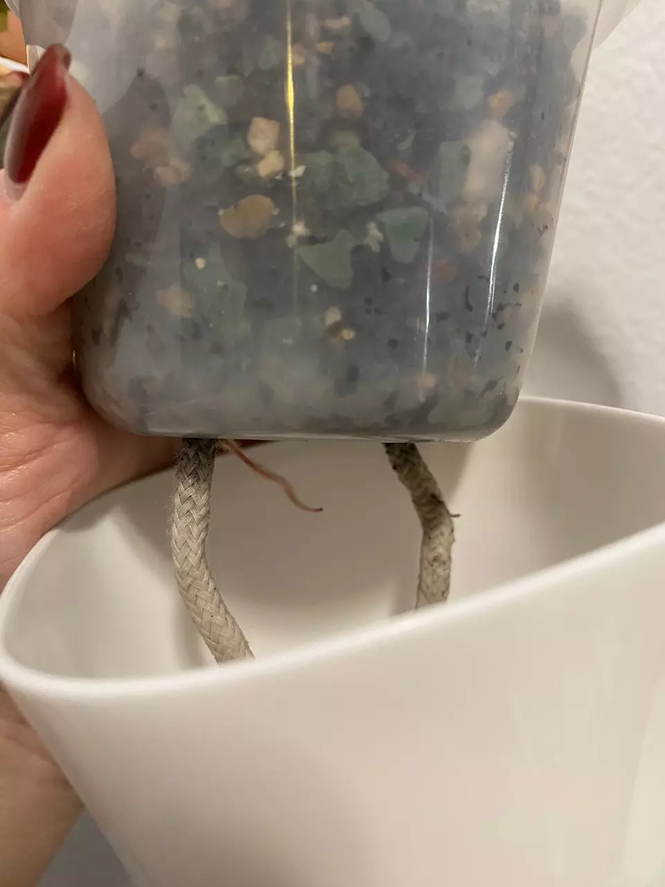 plant/Philodendron Strawberry Shake REHAB-3