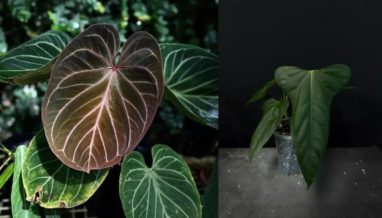 plant/Seed grown anthurium king of spades x portillae starter plant growers choice-0