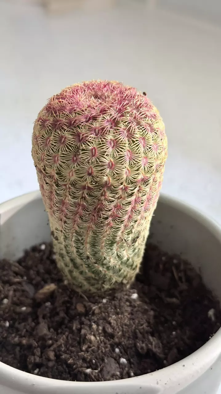 plant/Rainbow Hedgehog Cactus, scientifically known as Echinocereus rigidissimus.-0