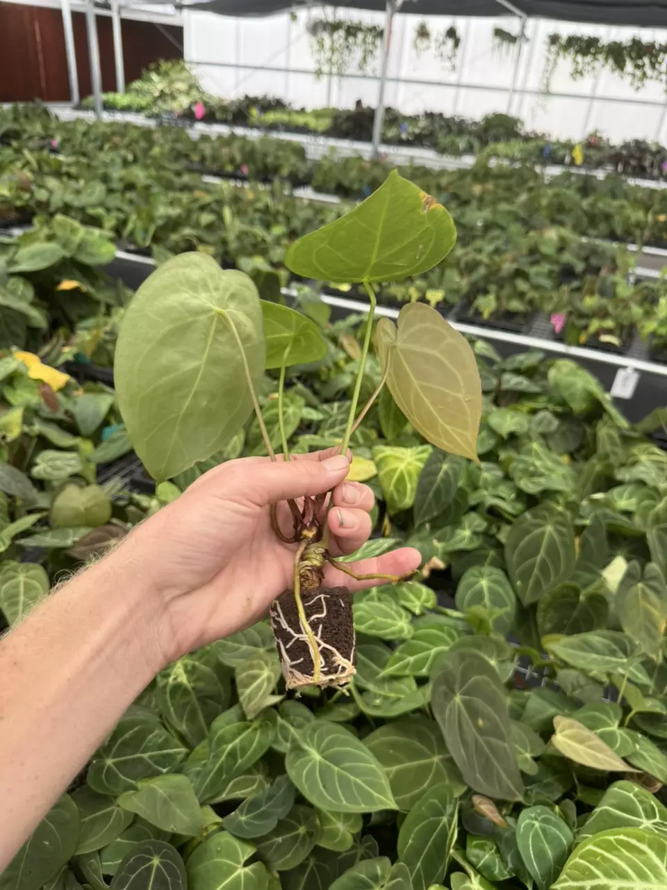 plant/Seed grown anthurium dressleri x forgetii starter plant growers choice-7