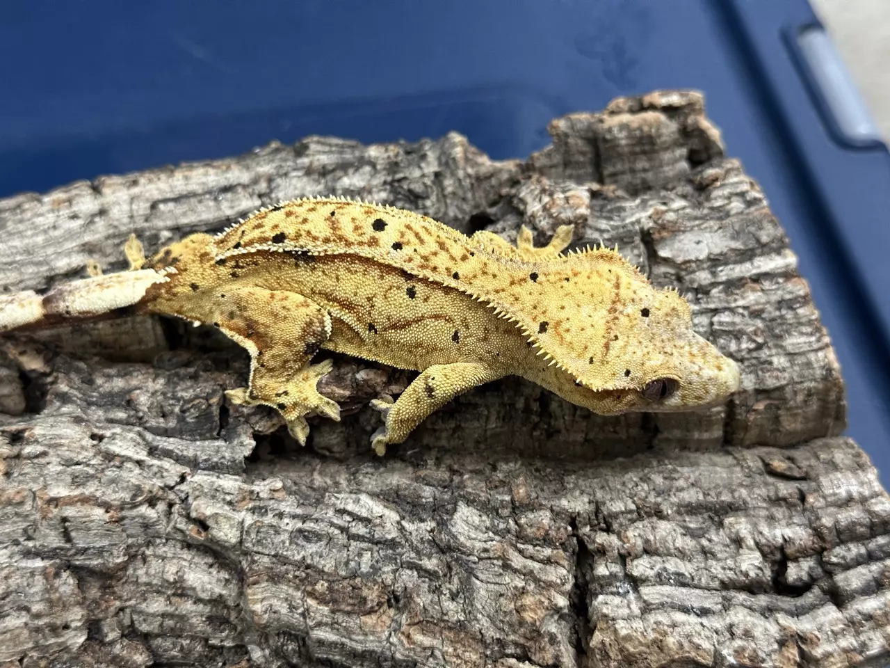 plant/596 23g Female Yellow Phantom Pin Dalmatian-1