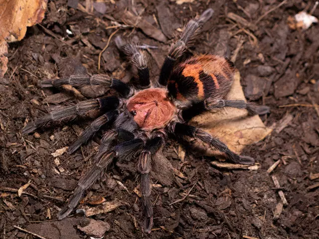 plant/$65 Retail Davus pentaloris (Guatemalan Tiger Rump Tarantula) 0.75-1"-0