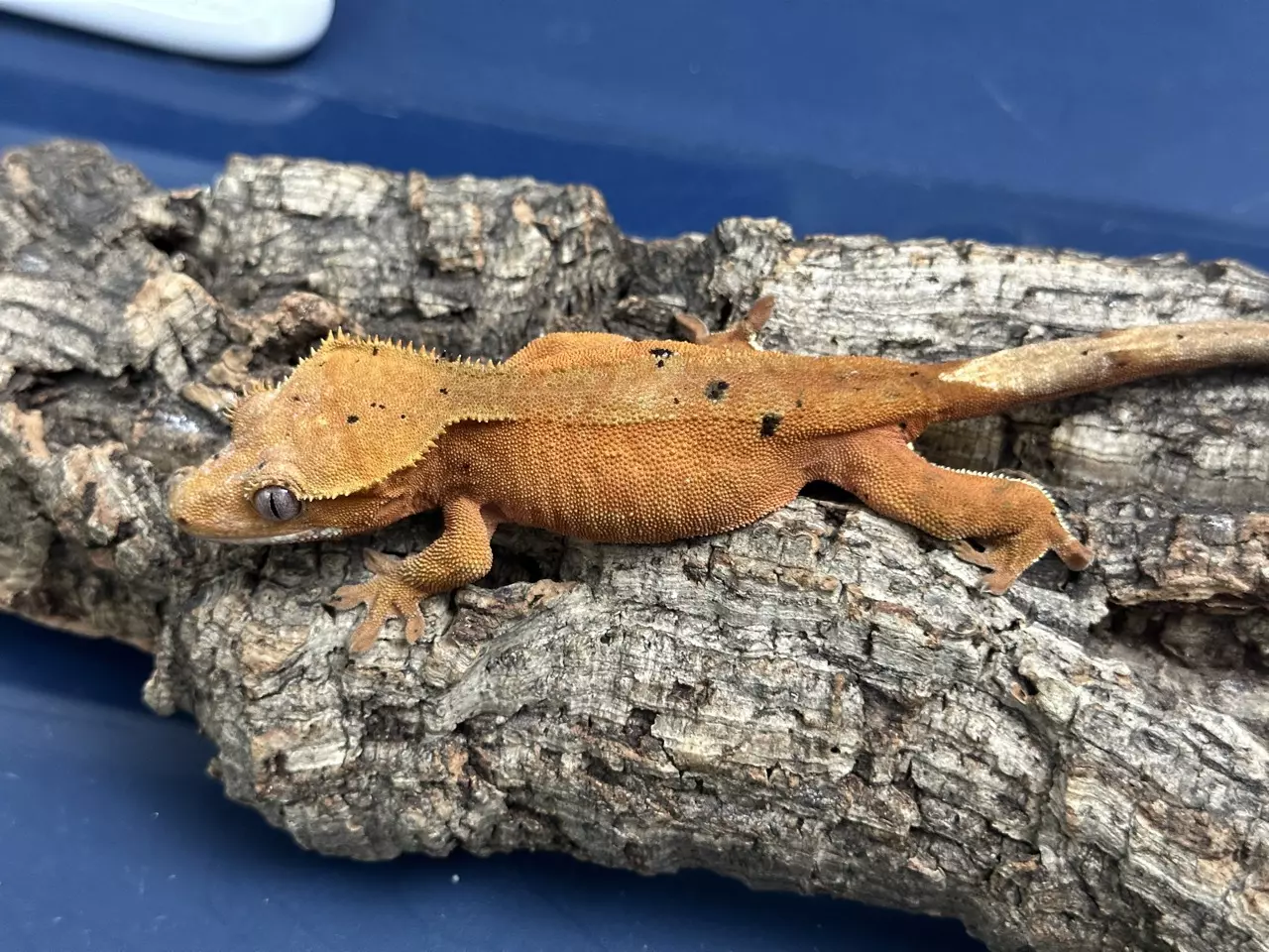 plant/607 28g Female Red Phantom-1