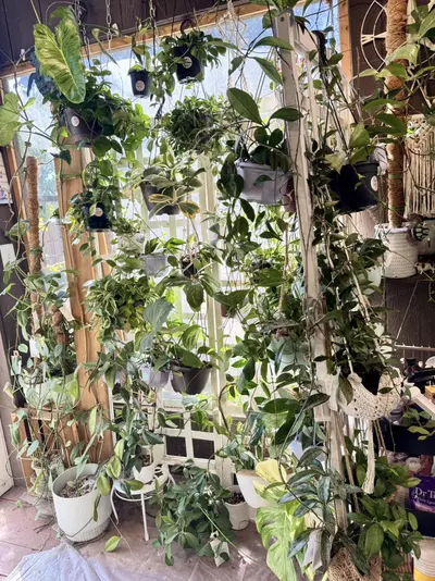 plant/Hoya Mystery Bundle of 10 Cuttings-usually fits in 2 of these pink boxes🖤-5-thumbnail