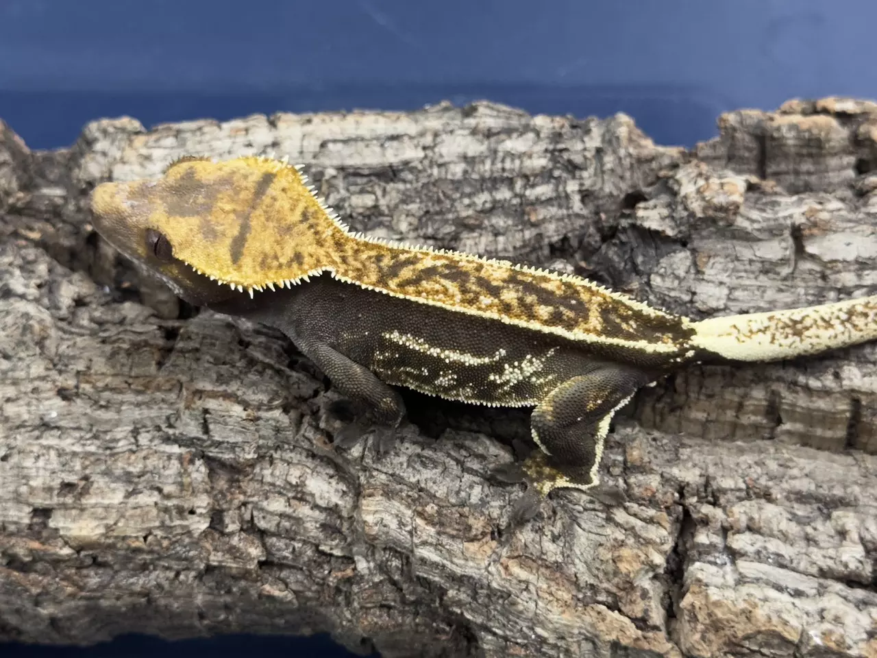 plant/419a 25g Female Super Soft scale Emptyback-0