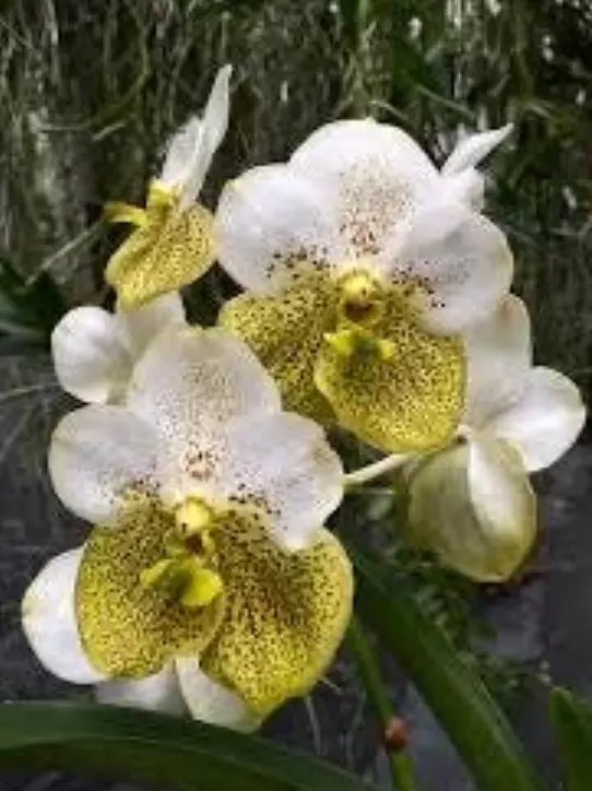 plant/Vanda Prapathom Gold X Vanda Rasri Gold No. 2 - blooming size preorder-0