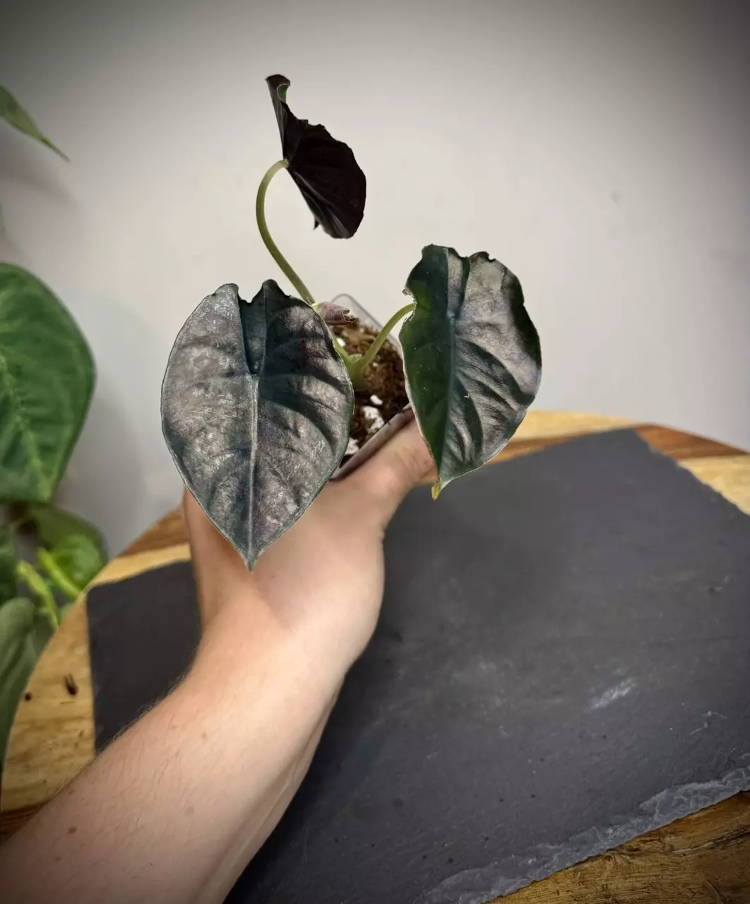 plant/Alocasia Infernalis Kapit-0