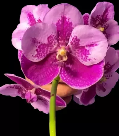 plant/Vanda Parinya Two Tone Pink Orchid-0-thumbnail