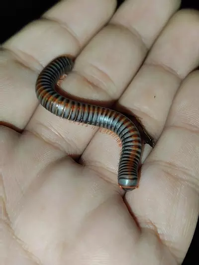plant/Atophochetus Dollfusi "Thia Rainbow Millipedes"-0-thumbnail