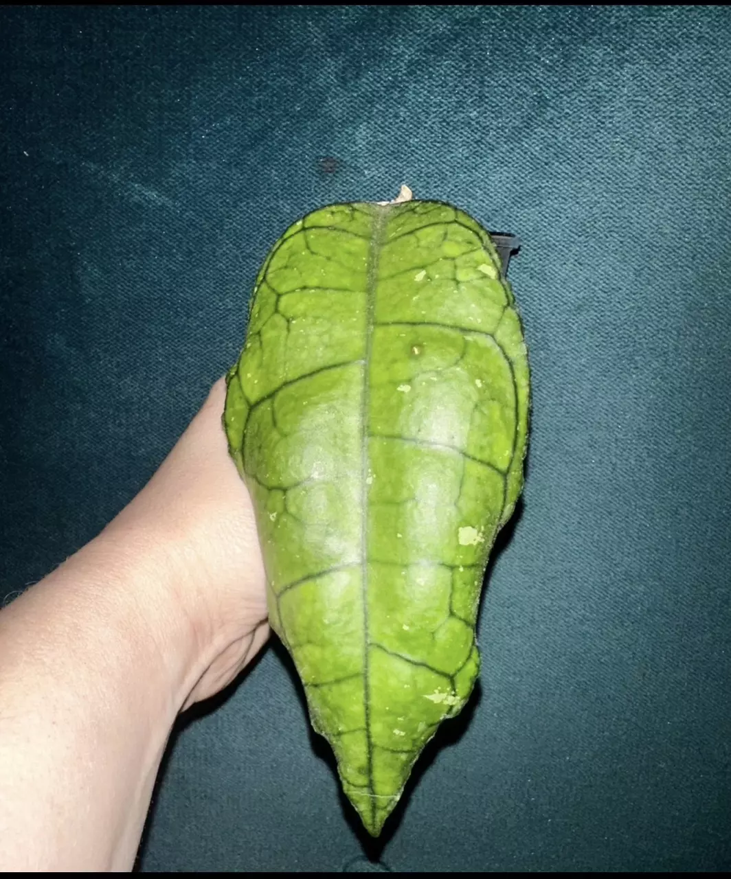 plant/Hoya Nong Nooch-1