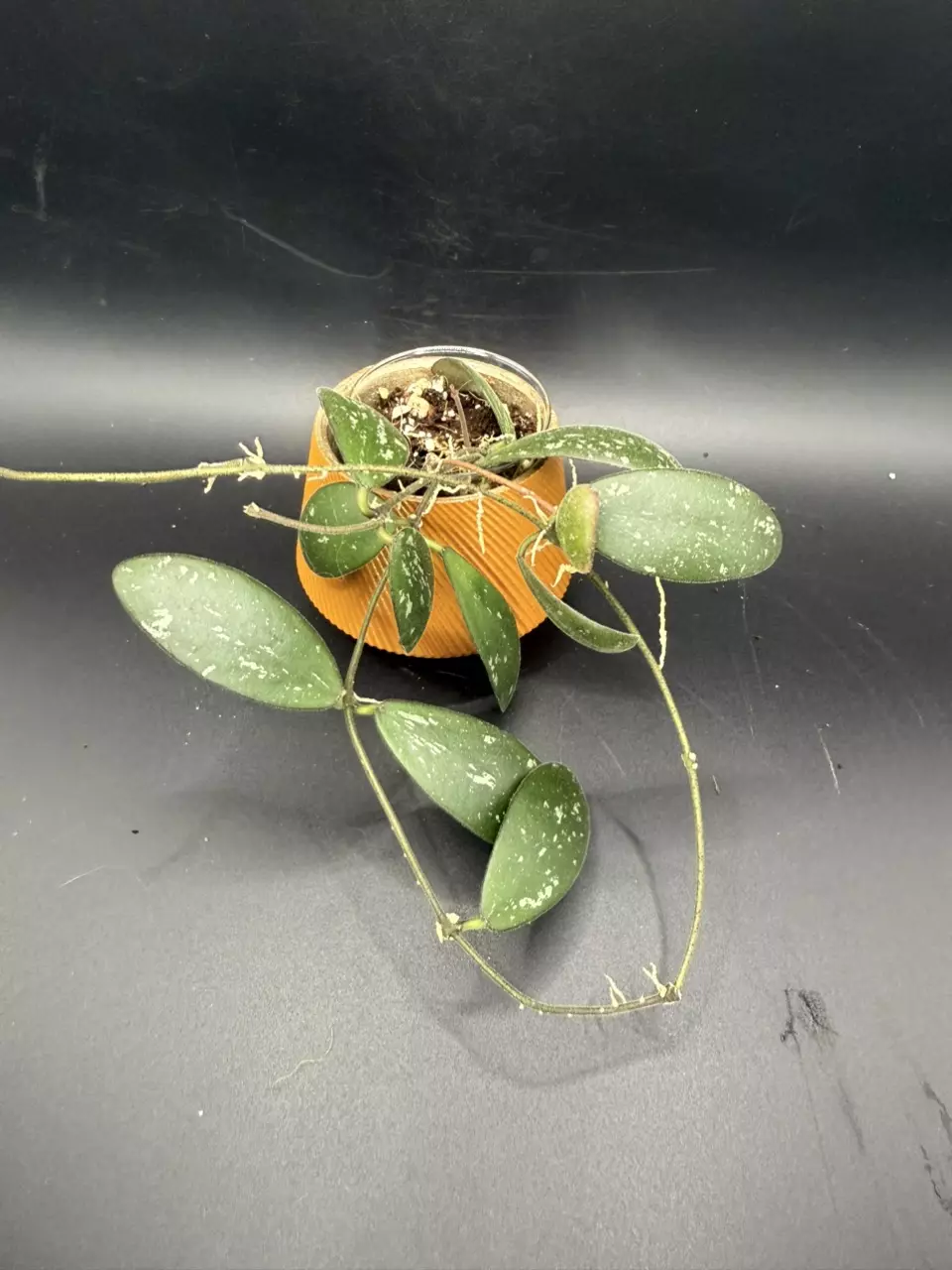 plant/Hoya Sigilattis (round leaf) 459-0