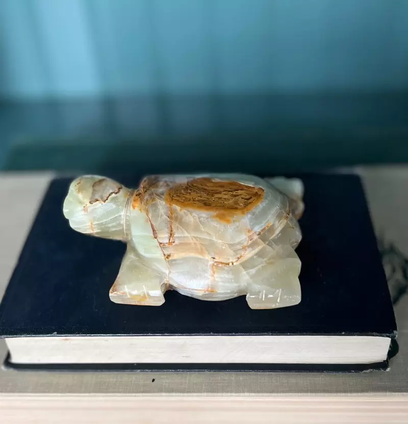 plant/Onyx Turtle-1