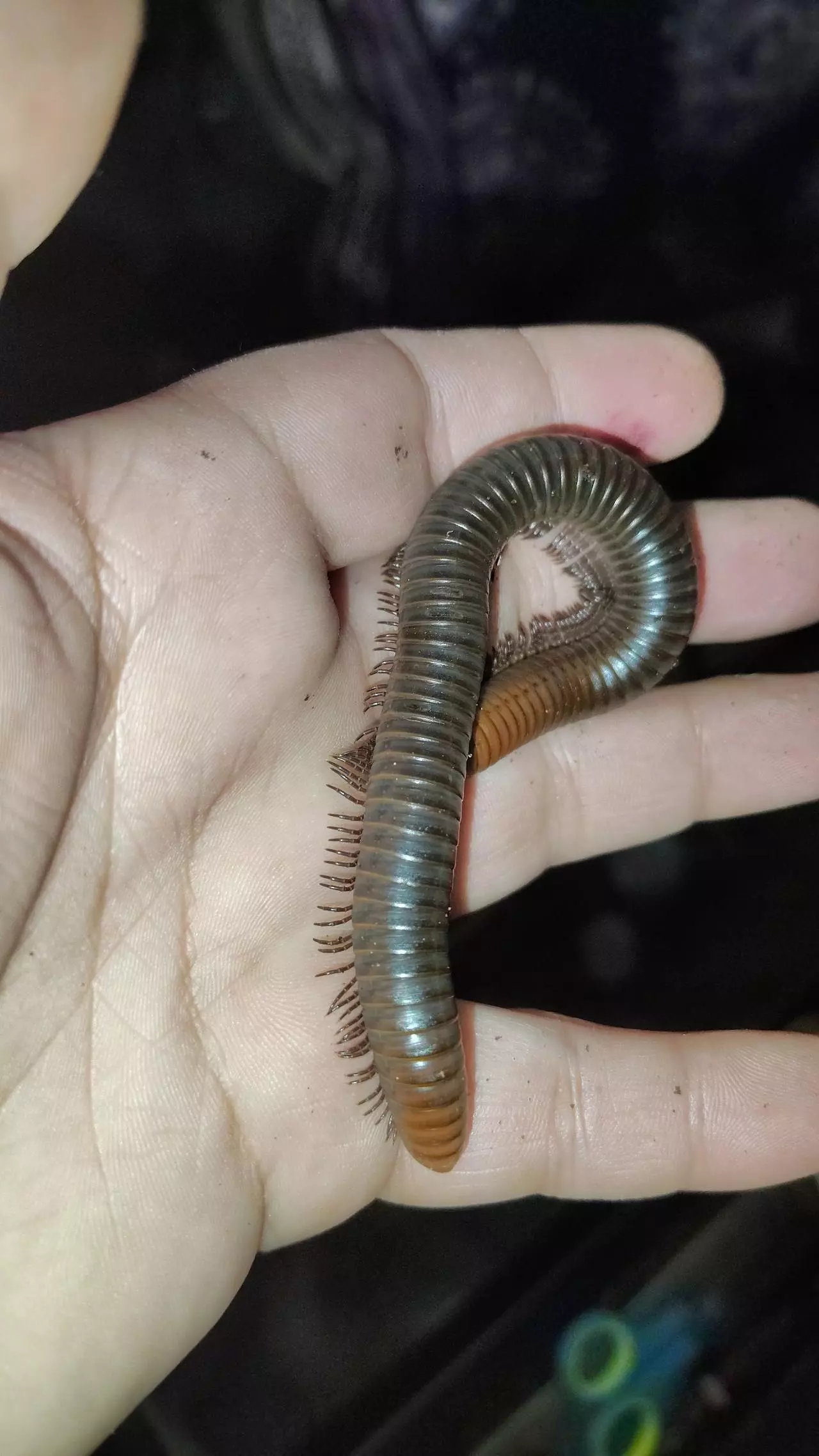 plant/Spirostreptus servatius "firehead millipedes"-1