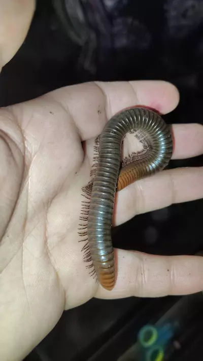 plant/Spirostreptus servatius "firehead millipedes"-1-thumbnail