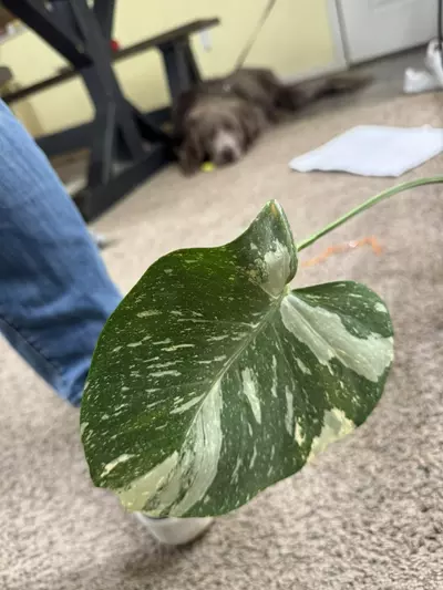 plant/Monstera Thai constellation-2-thumbnail