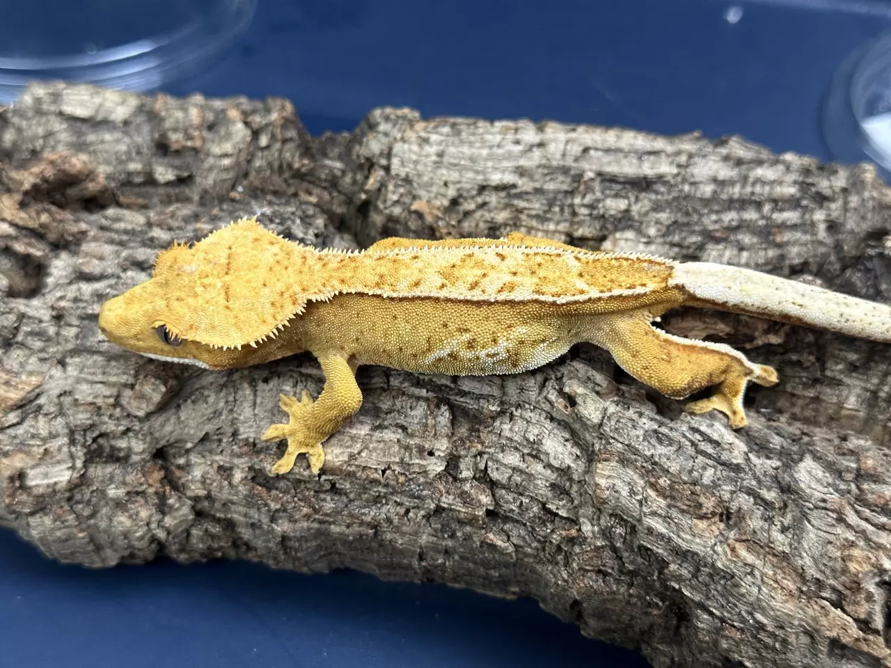 plant/592 23g Female Yellow Pin-0