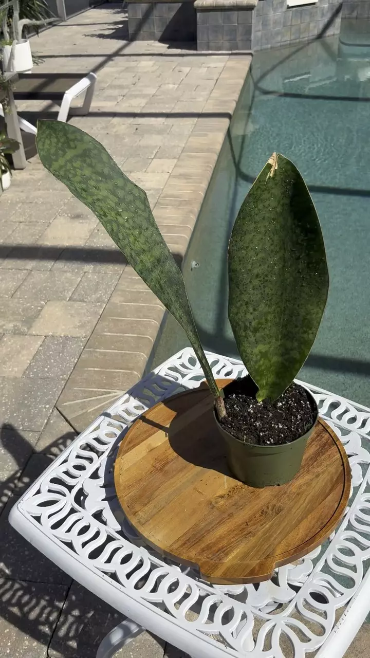 plant/Sanserveria Snake Plant-1