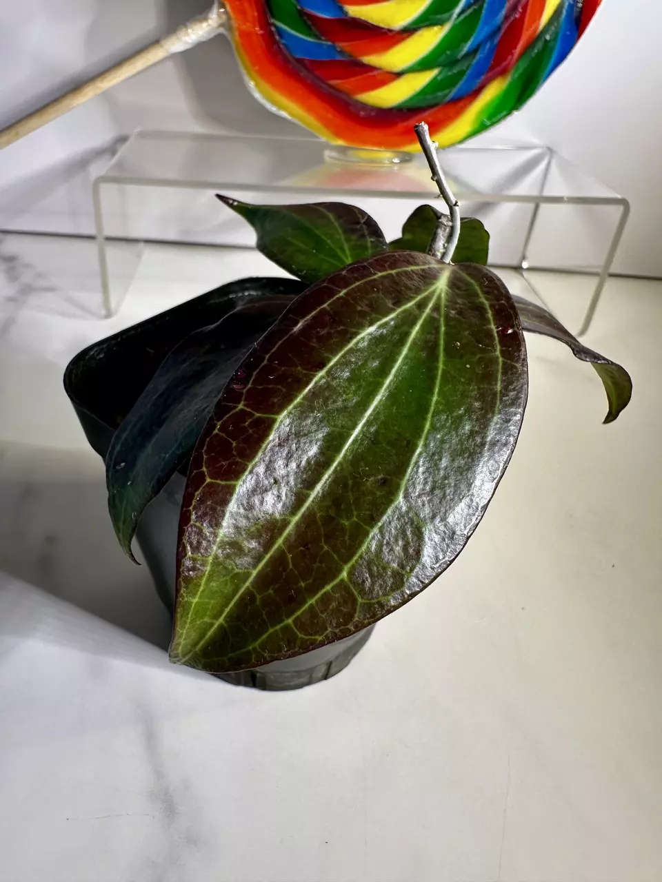 plant/Hoya Merrillii (long leaf)-1