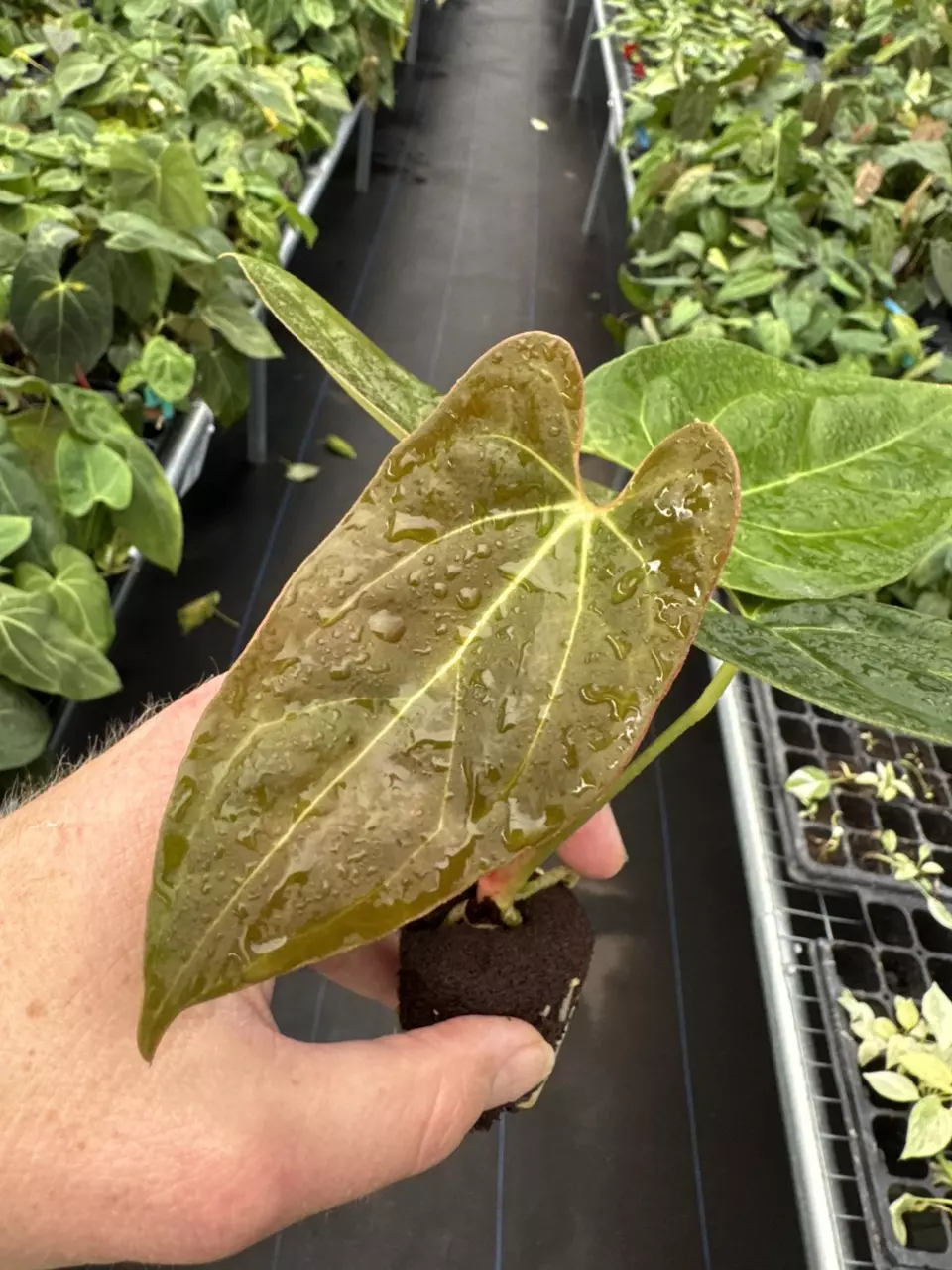 plant/Seed grown anthurium fort Sherman x ace of spades starter plant growers choice-1