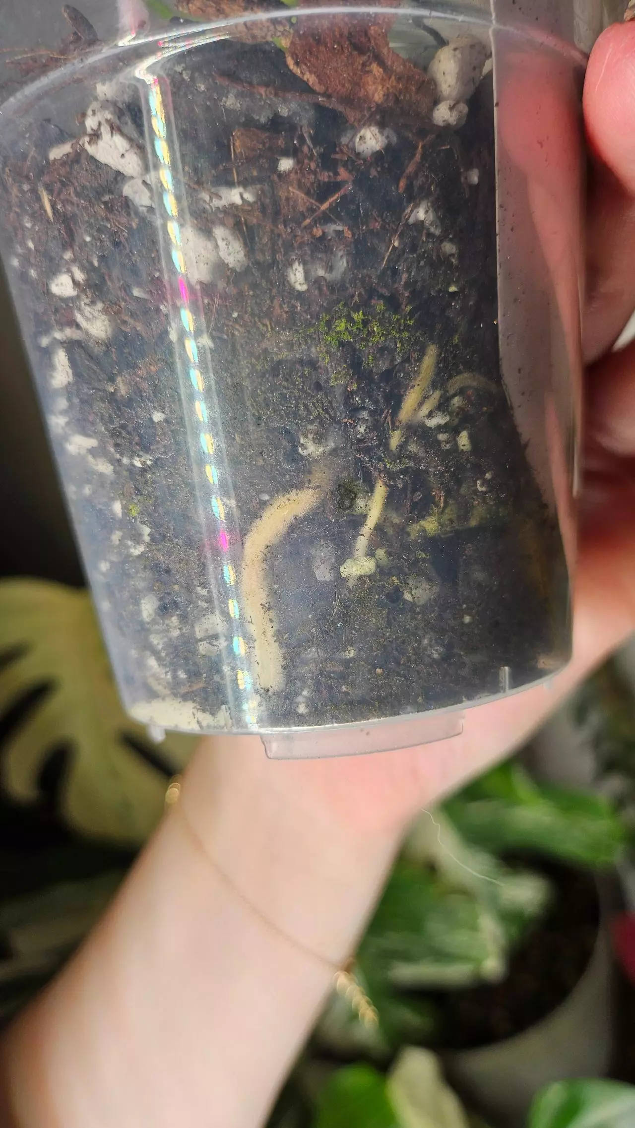 plant/Monstera Yellow Marilyn-2