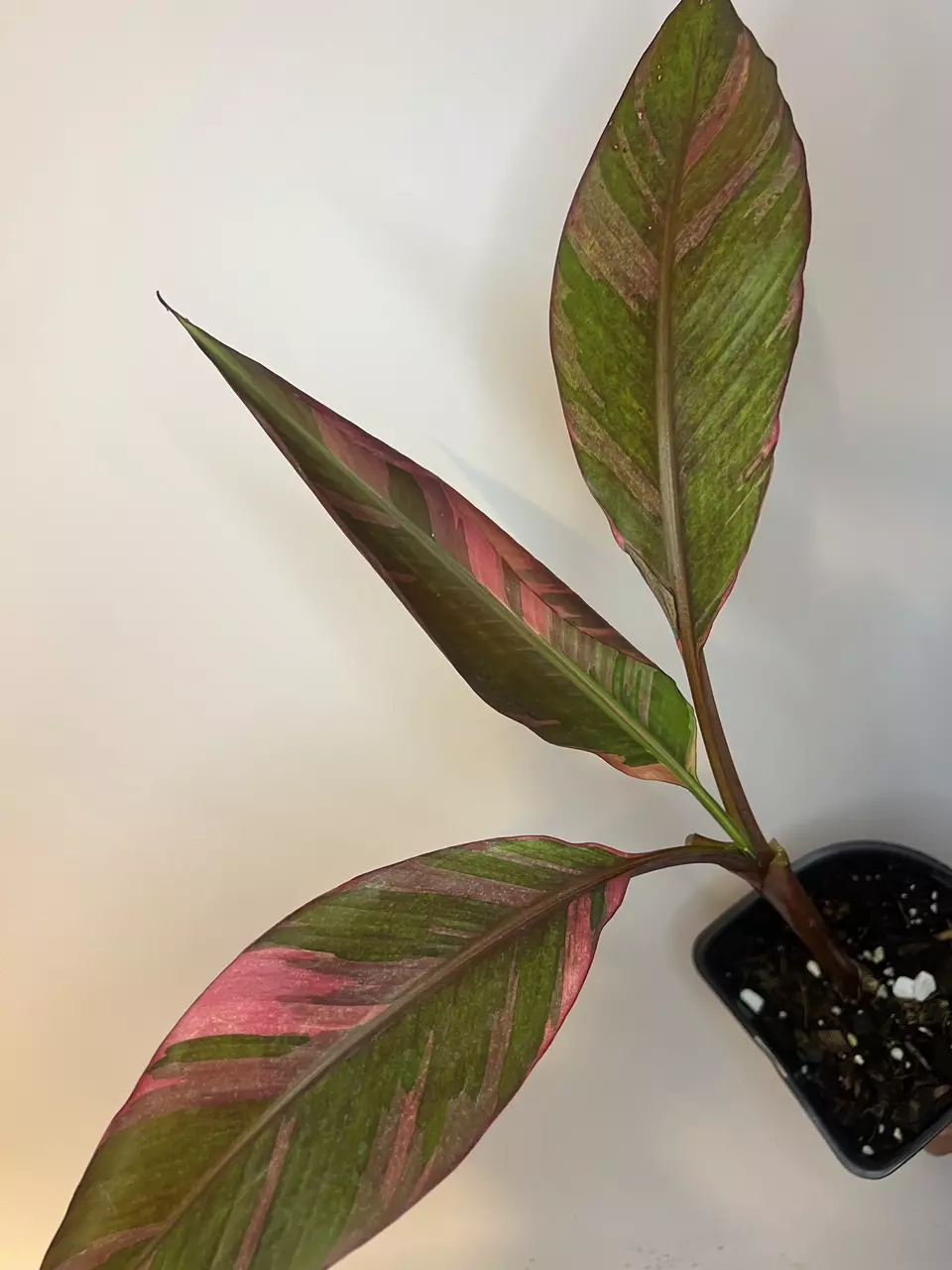 plant/Pink Banana Musa Nono-0