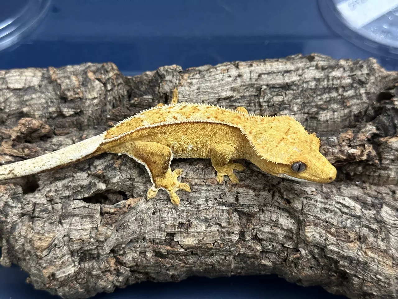 plant/592 23g Female Yellow Pin-1