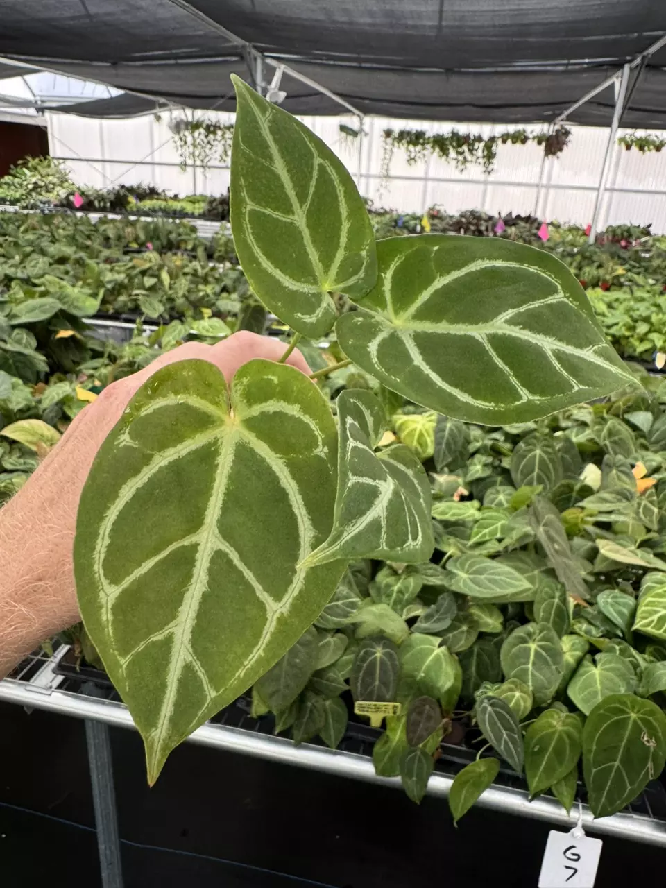 plant/Seed grown anthurium papillilaminum x Hoffmanii starter plant growers choice-1