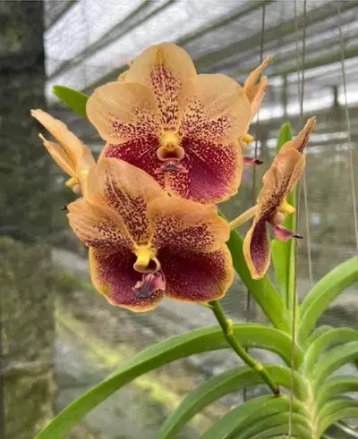 plant/vanda taweesuksa x walrut leopard(Varut Leopard) - orchid plant-3-thumbnail