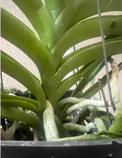 plant/vanda taweesuksa x jimmy miller- orchid blooming size plantp-3-thumbnail