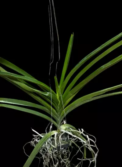 plant/Vanda Prapathom Gold X Vanda Rasri Gold No. 2 - blooming size preorder-1-thumbnail