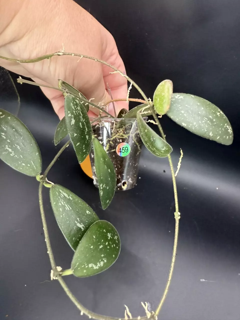 plant/Hoya Sigilattis (round leaf) 459-1