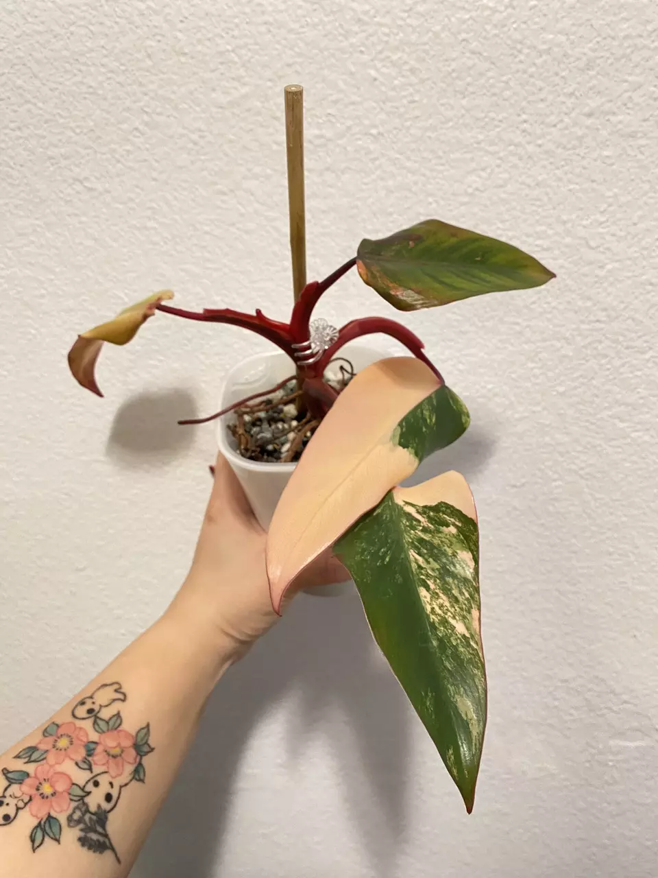 plant/Philodendron Strawberry Shake REHAB-0