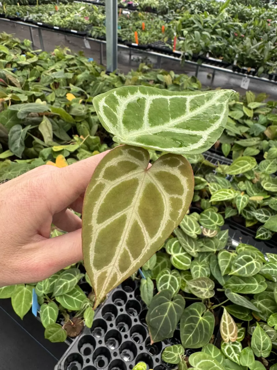 plant/Seed grown anthurium papillilaminum x domino starter plant growers choice-1