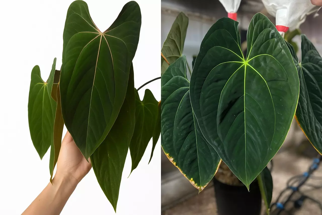 plant/Seed grown anthurium papillilaminum x guna yala starter plant growers choice-0