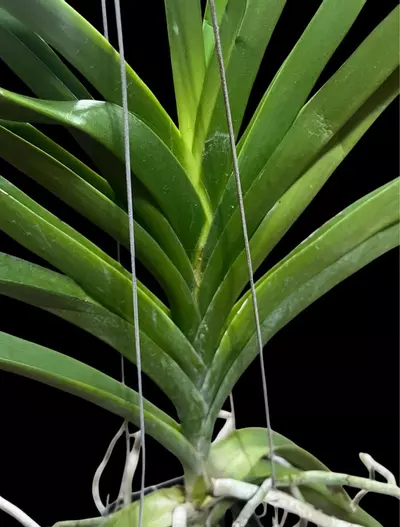 plant/Vanda Prapathom Gold X Vanda Rasri Gold No. 2 - blooming size preorder-3-thumbnail