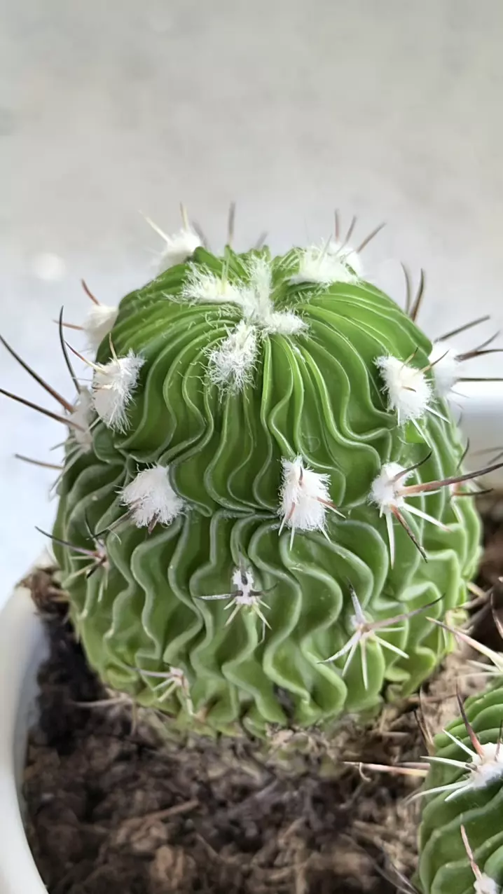 plant/Stenocactus multicostatus, commonly known as the "Brain Cactus"-0