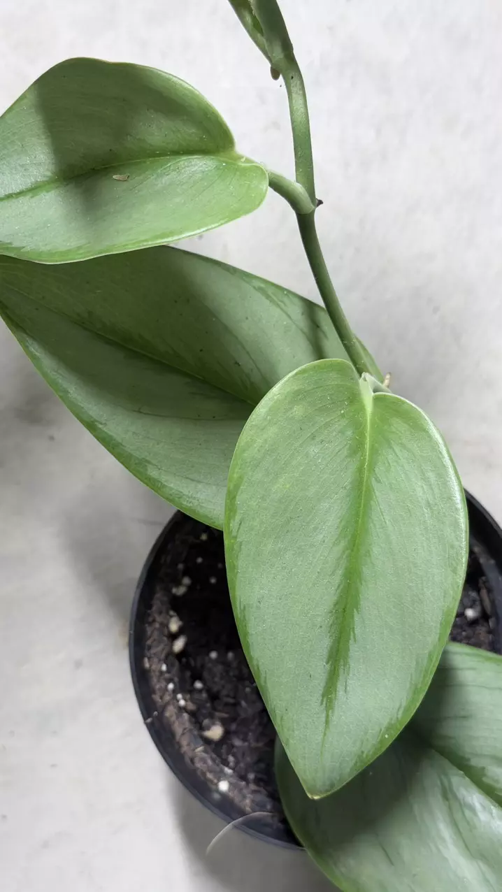 plant/BubbleBlooms Scindapsus Treubii Moonlight Pothos-1