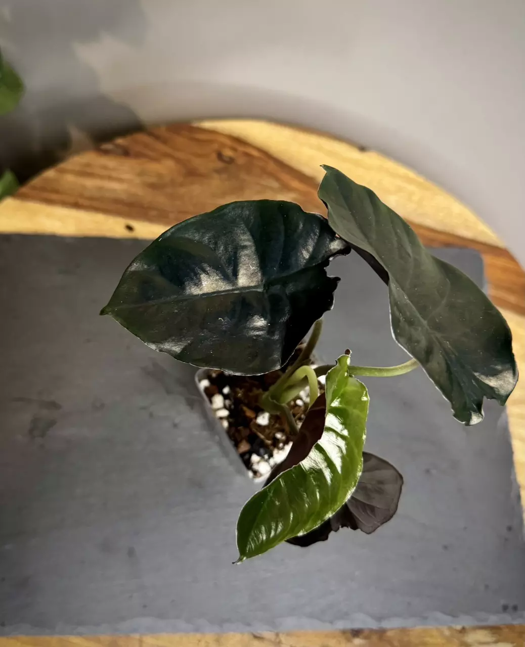 plant/Alocasia Infernalis Kapit-1